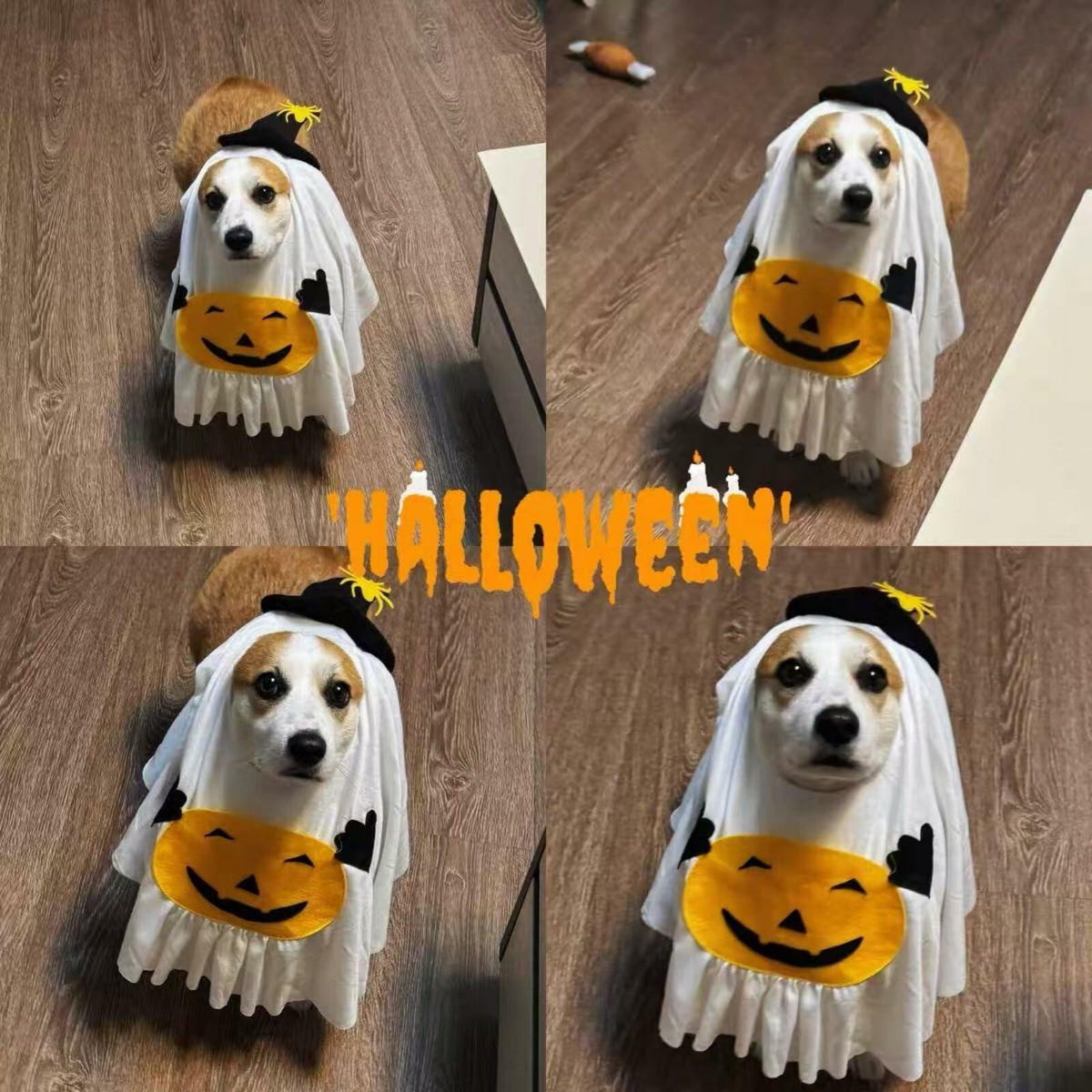 Pumpkin Ghost Pet Costume — Medium — product image 6